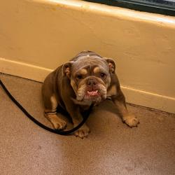 Shelter Stray Female Dog last seen , 361 S Raymond Ave, Pasadena, CA 91105, USA