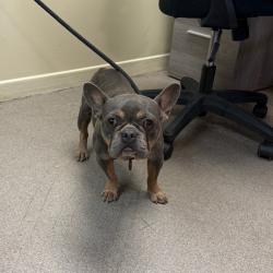 Shelter Stray Female Dog last seen , 361 S Raymond Ave, Pasadena, CA 91105, USA