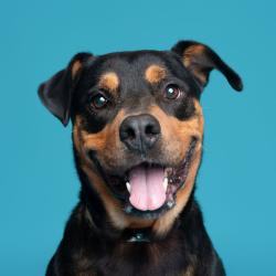 Shelter Stray Female Dog last seen , 361 S Raymond Ave, Pasadena, CA 91105, USA