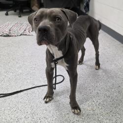 Shelter Stray Male Dog last seen , 5801 Graye Ln, Caldwell, ID 83607, USA
