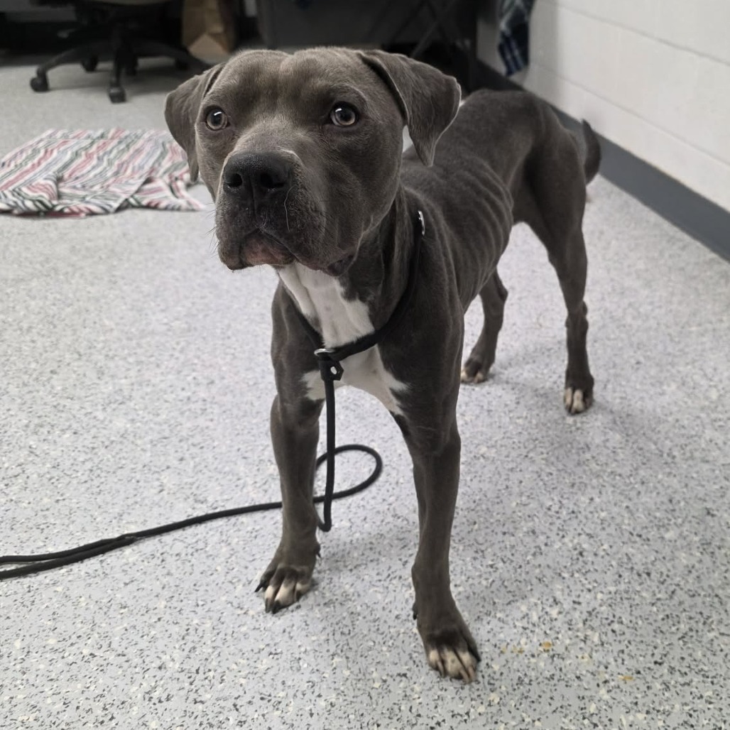 Shelter Stray Male Dog last seen , 5801 Graye Ln, Caldwell, ID 83607, USA