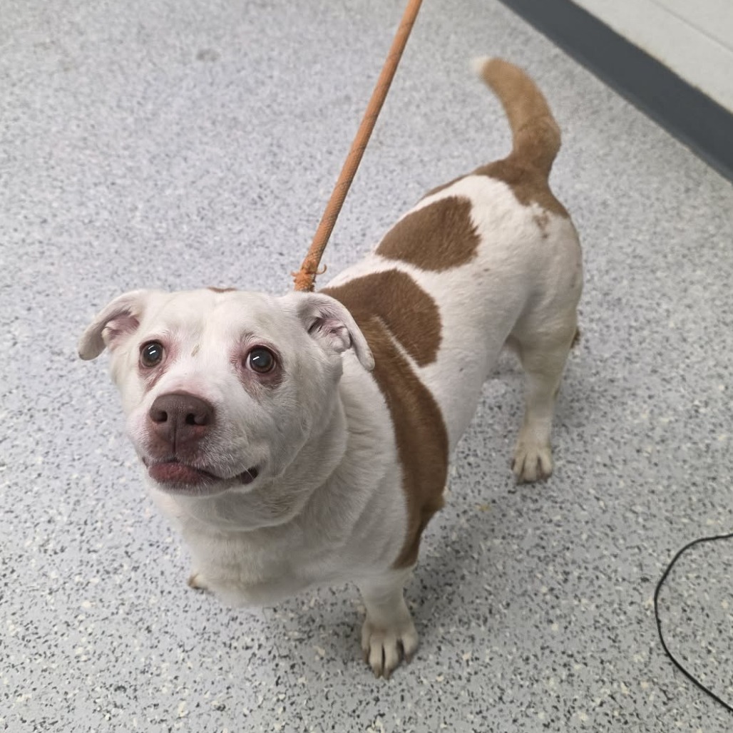 Shelter Stray Female Dog last seen , 5801 Graye Ln, Caldwell, ID 83607, USA