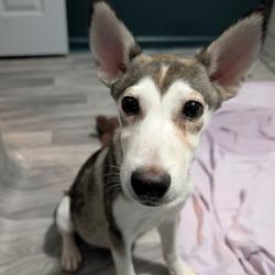 Shelter Stray Male Dog last seen , 2350 Appling City Cove, Memphis, TN 38133, USA