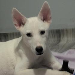 Shelter Stray Female Dog last seen , 2350 Appling City Cove, Memphis, TN 38133, USA