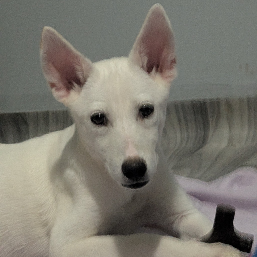 Shelter Stray Female Dog last seen , 2350 Appling City Cove, Memphis, TN 38133, USA