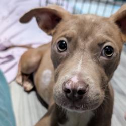 Shelter Stray Female Dog last seen , 2350 Appling City Cove, Memphis, TN 38133, USA
