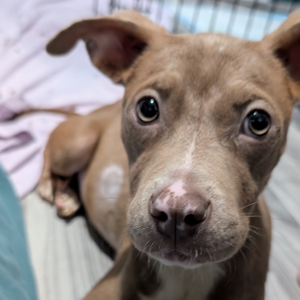 Shelter Stray Female Dog last seen , 2350 Appling City Cove, Memphis, TN 38133, USA