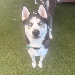Shelter Stray Male Dog last seen , Animal Care & Control Team of Philly, 111 W Hunting Park Ave, Philadelphia, PA 19140, USA