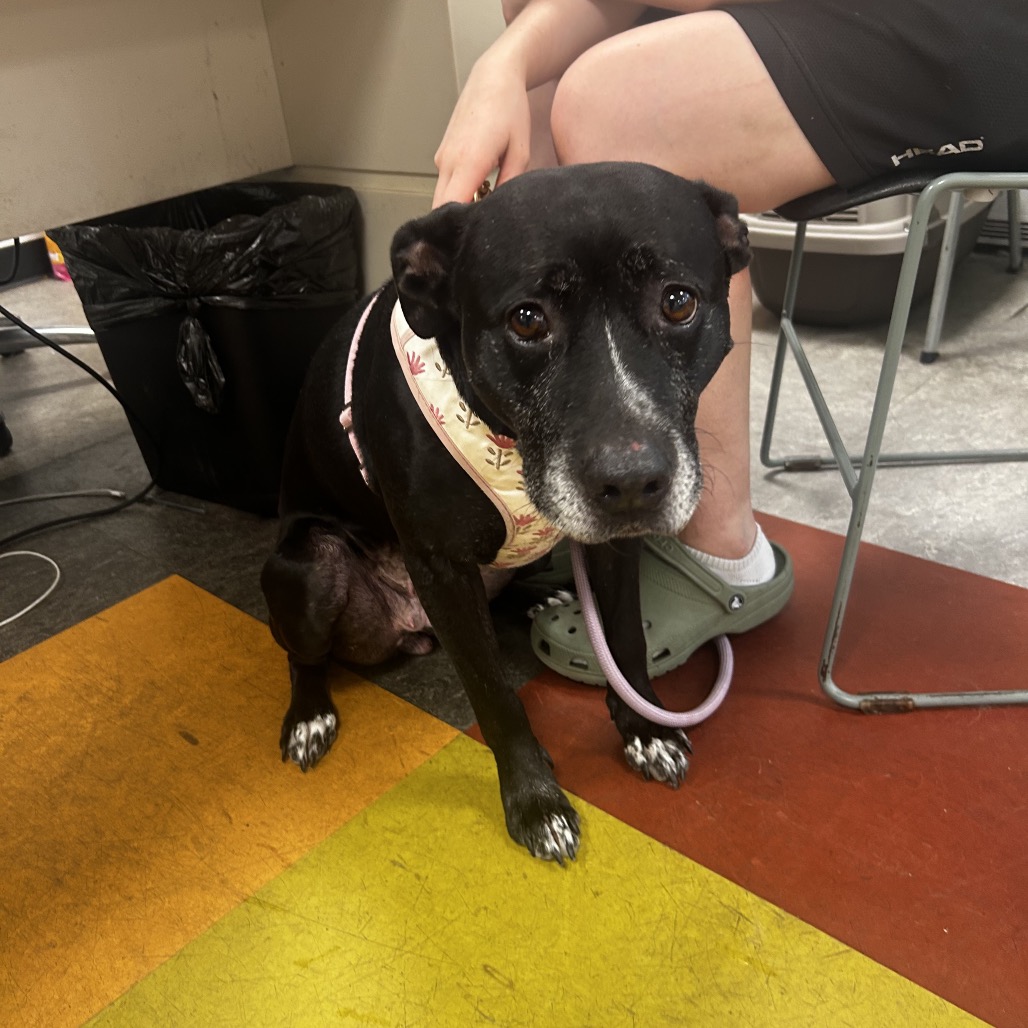 Shelter Stray Unknown Dog last seen , Animal Care & Control Team of Philly, 111 W Hunting Park Ave, Philadelphia, PA 19140, USA