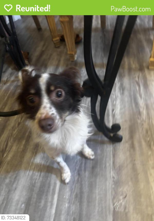 Reunited Male Dog last seen Plaza Rd, Charlotte, NC 28215