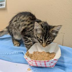 Shelter Stray Male Cat last seen , 2608 Center St, Tacoma, WA 98409, USA