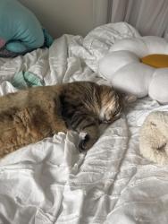 Lost Male Cat last seen Morrow circle, Dearborn, MI 48126