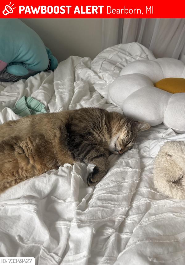 Lost Male Cat last seen Morrow circle, Dearborn, MI 48126
