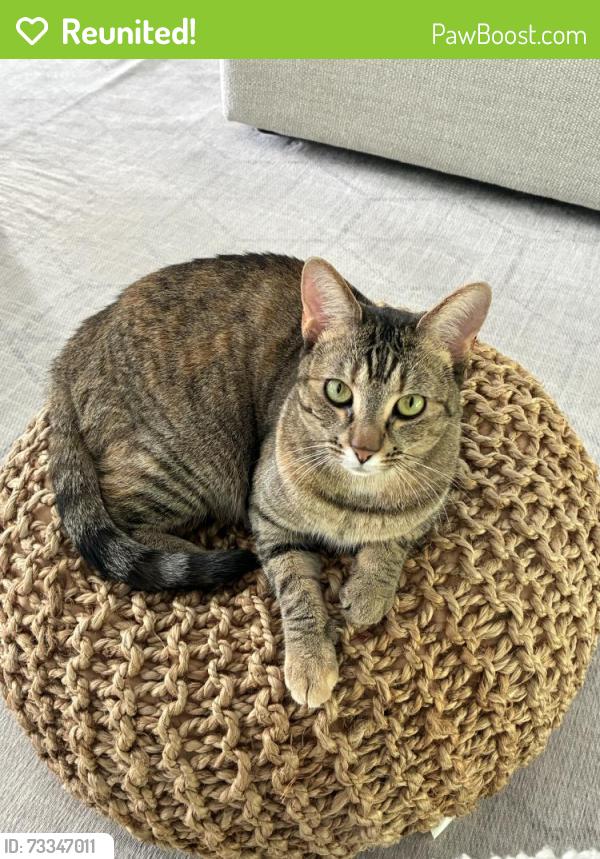 Reunited Female Cat last seen Last seen near NW 8th St & NW 4th Ct Conference Ridge, Boca Raton, Boca Raton, FL 33432
