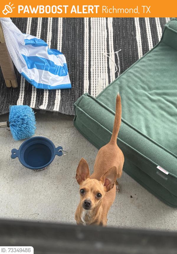 Found/Stray Unknown Dog last seen Near Gray Elementary, Richmond, TX 77469