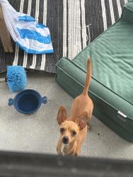 Found/Stray Unknown Dog last seen Near Gray Elementary, Richmond, TX 77469