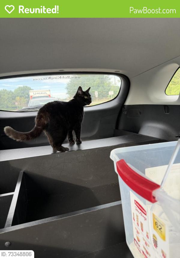 Reunited Unknown Cat last seen Summit St, Winston-Salem, NC 27101, USA, Winston-Salem, NC 27101