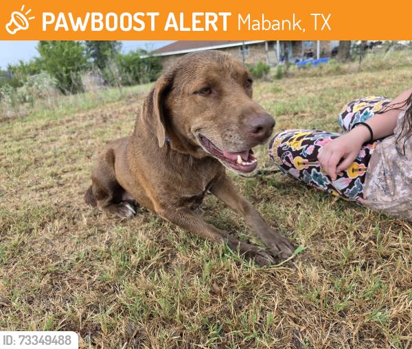 Found/Stray Female Dog last seen Teague Ln, Mabank, TX 75147
