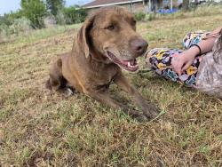 Found/Stray Female Dog last seen Teague Ln, Mabank, TX 75147