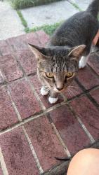 Found/Stray Male Cat last seen Edmonston, Hyattsville, MD 20781