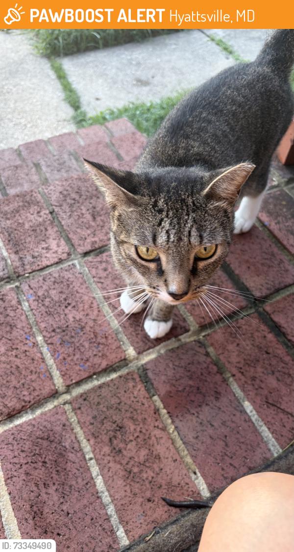 Found/Stray Male Cat last seen Edmonston, Hyattsville, MD 20781