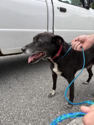 Lost Male Dog last seen Koala Dr. oak Ridge Django, Oak Ridge, NC 27310