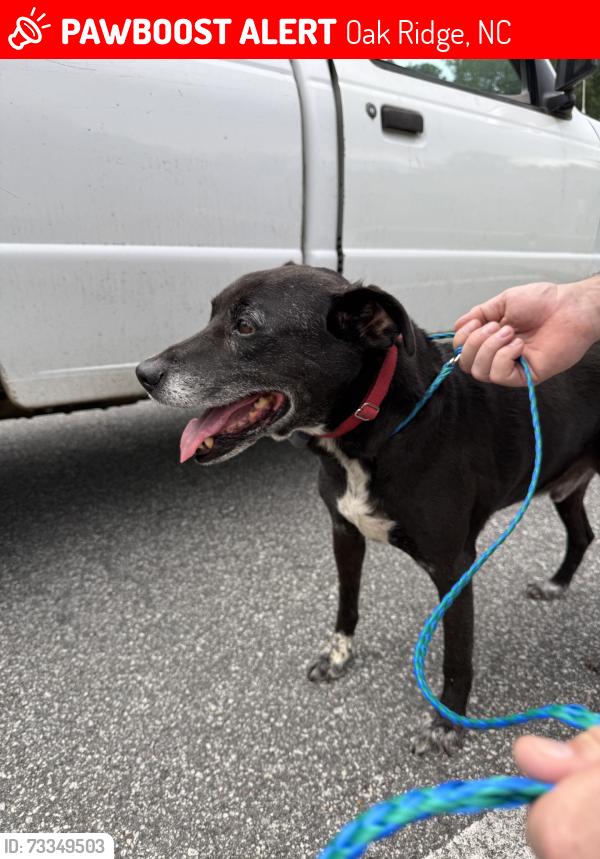 Lost Male Dog last seen Koala Dr. oak Ridge Django, Oak Ridge, NC 27310