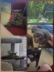 Reunited Female Cat last seen Bartram Park Blvd., Williams Walk cndmniums, Feeders Be On Lookout!!, Jacksonville, FL 32258