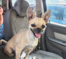 Lost Female Dog last seen 22nd street, San Angelo, TX 76903