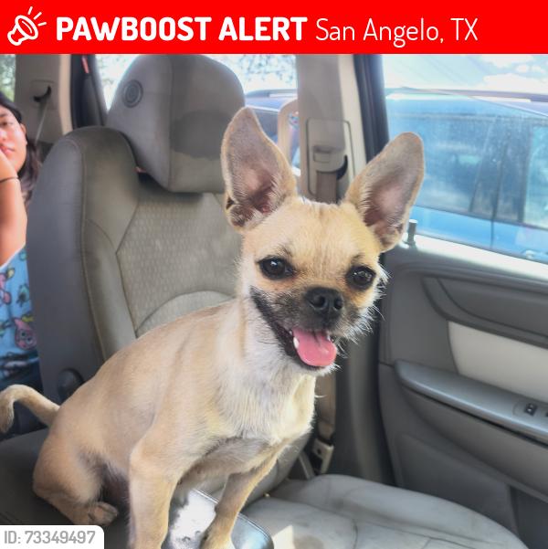 Lost Female Dog last seen 22nd street, San Angelo, TX 76903