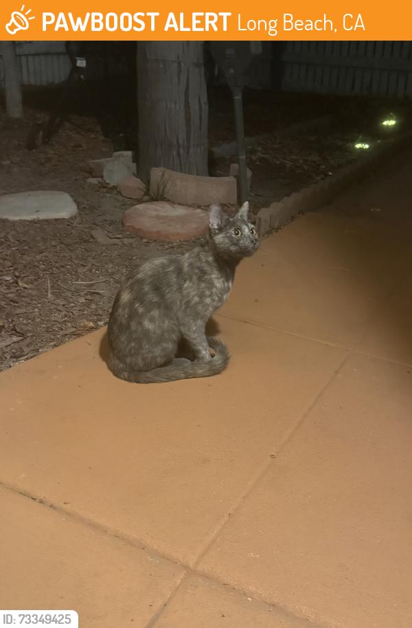 Found/Stray Female Cat last seen 55th and California Ave Long Beach, Long Beach, CA 90805