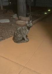 Found/Stray Female Cat last seen 55th and California Ave Long Beach, Long Beach, CA 90805