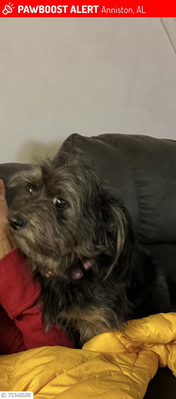 Lost Male Dog last seen Walnut and 29th, Anniston, AL 36201