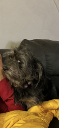 Lost Male Dog last seen Walnut and 29th, Anniston, AL 36201