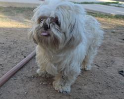 Reunited Female Dog last seen Dobson / Elliot in Chandler, Chandler, AZ 85224