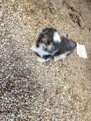 Found/Stray Unknown Dog last seen Scott Rd, South Shenango Township, PA 16134