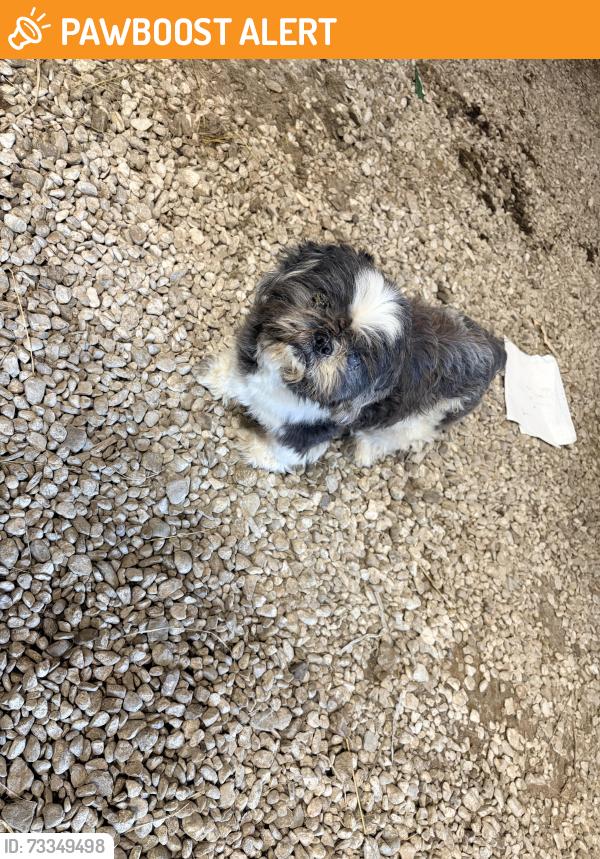 Found/Stray Unknown Dog last seen Scott Rd, South Shenango Township, PA 16134