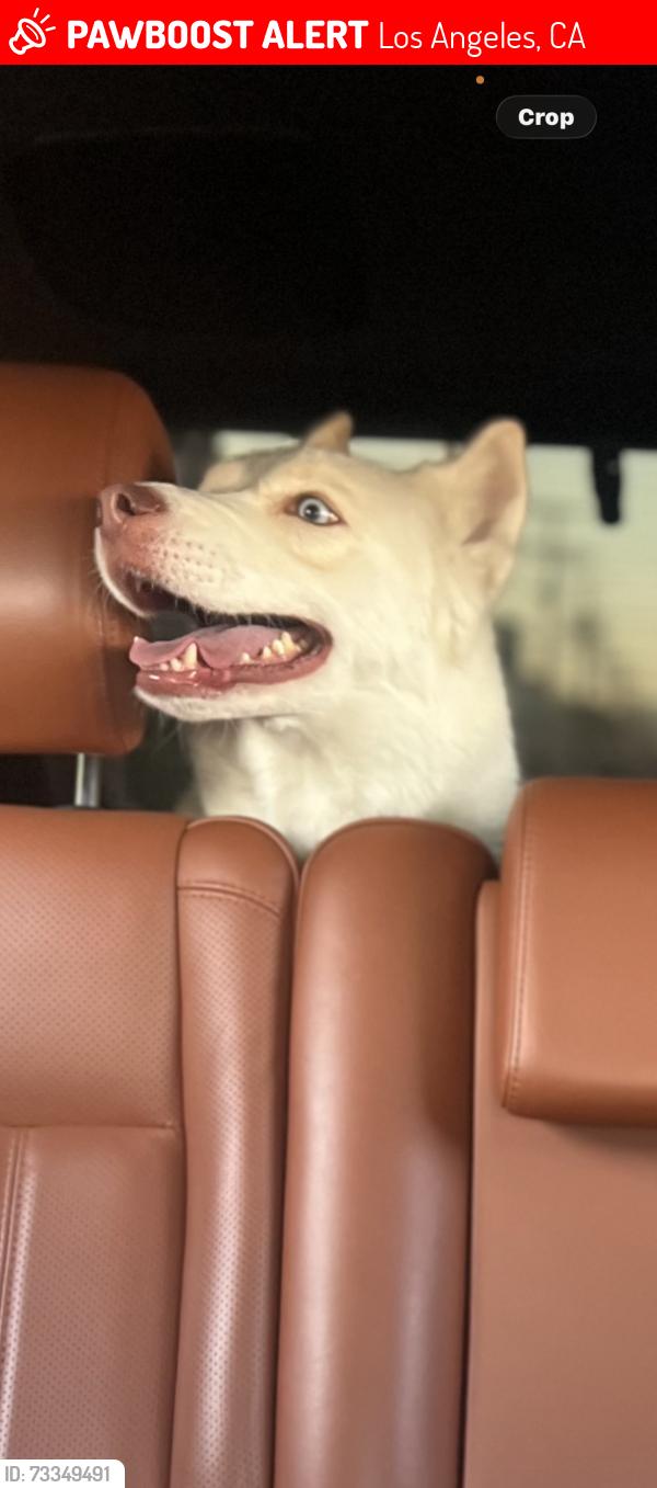 Lost Female Dog last seen Parthenia and columbus, Los Angeles, CA 91343