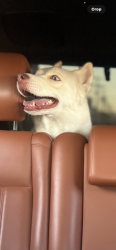 Lost Female Dog last seen Parthenia and columbus, Los Angeles, CA 91343