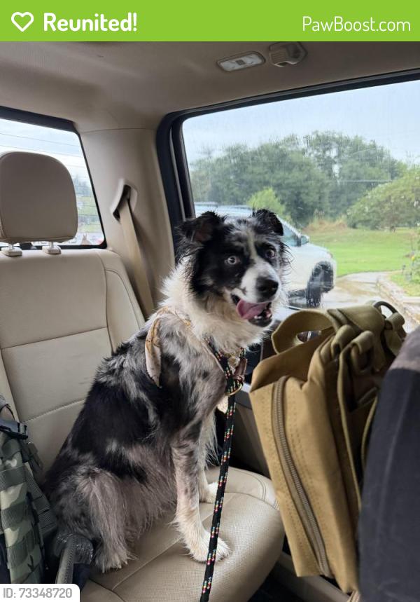 Reunited Unknown Dog last seen Near entrance to neighborhood, Bullard, TX 75757