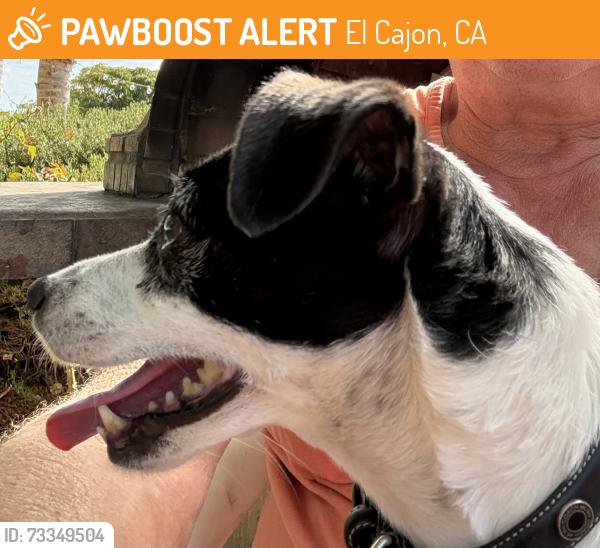 Found/Stray Female Dog last seen Pepper Drive and Sterling, El Cajon, CA 92021
