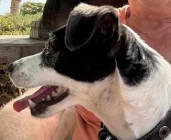 Found/Stray Female Dog last seen Pepper Drive and Sterling, El Cajon, CA 92021