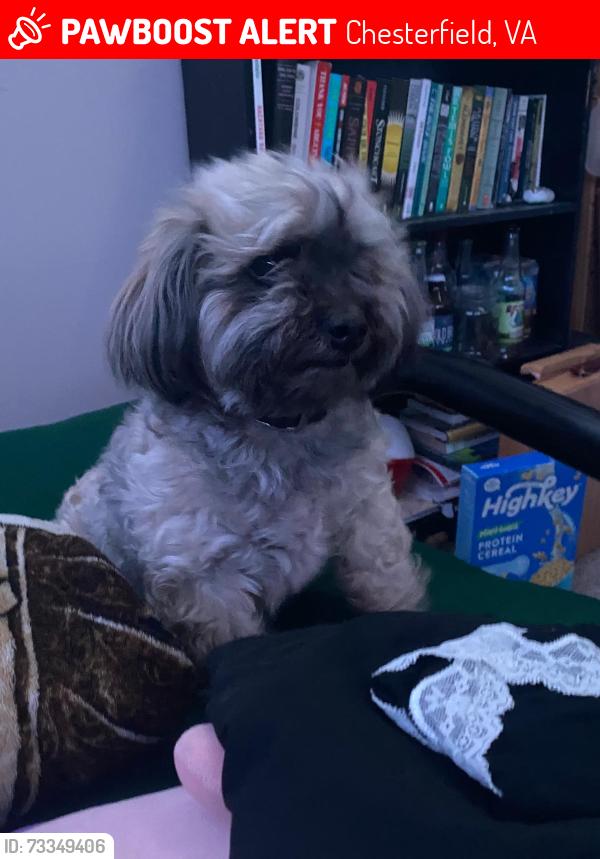 Lost Female Dog last seen Near N. Ivey Mill Road, Chesterfield, VA 23838, Chesterfield, VA 23838