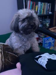 Lost Female Dog last seen Near N. Ivey Mill Road, Chesterfield, VA 23838, Chesterfield, VA 23838