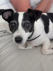 Reunited Female Dog last seen Jasmine, El Cajon, CA 92019