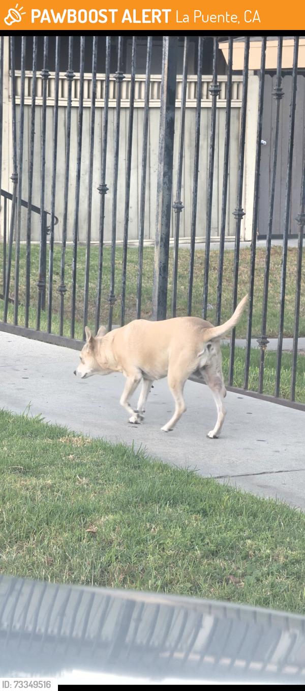 Found/Stray Unknown Dog last seen Dora Guzman Ave., La Puente, CA 91744