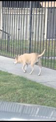 Found/Stray Unknown Dog last seen Dora Guzman Ave., La Puente, CA 91744
