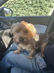 Reunited Male Dog last seen Owyhee ave, Nampa, ID 83651