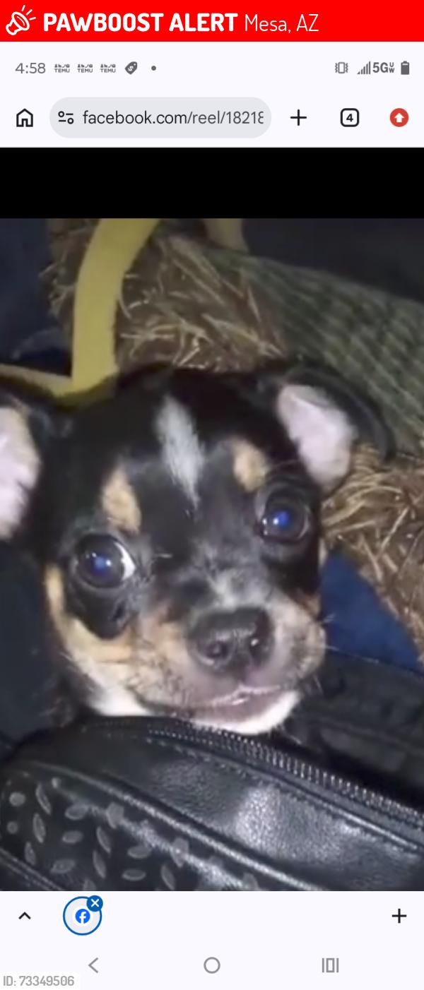 Lost Female Dog last seen Chrismond and Universitie, Mesa, AZ 85207