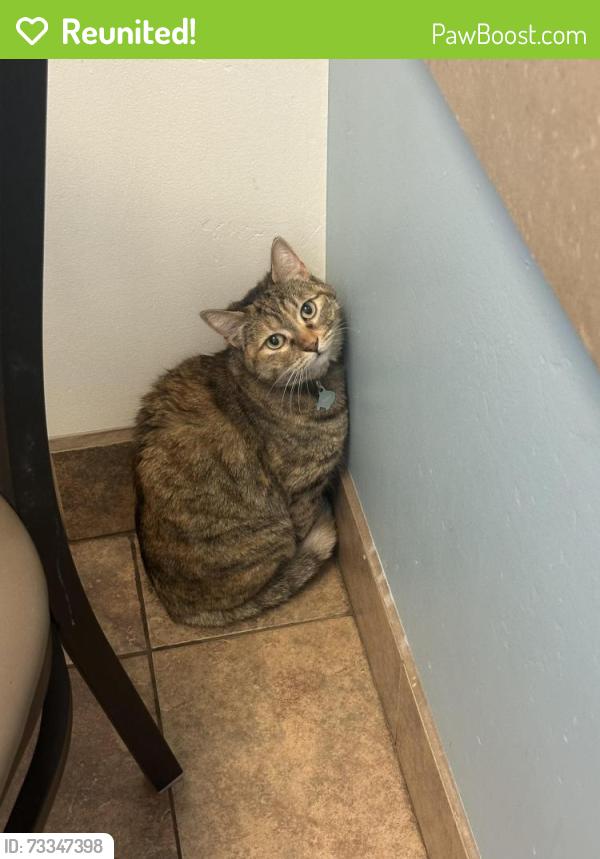 Reunited Female Cat last seen Central/Northern, Phoenix, AZ 85020